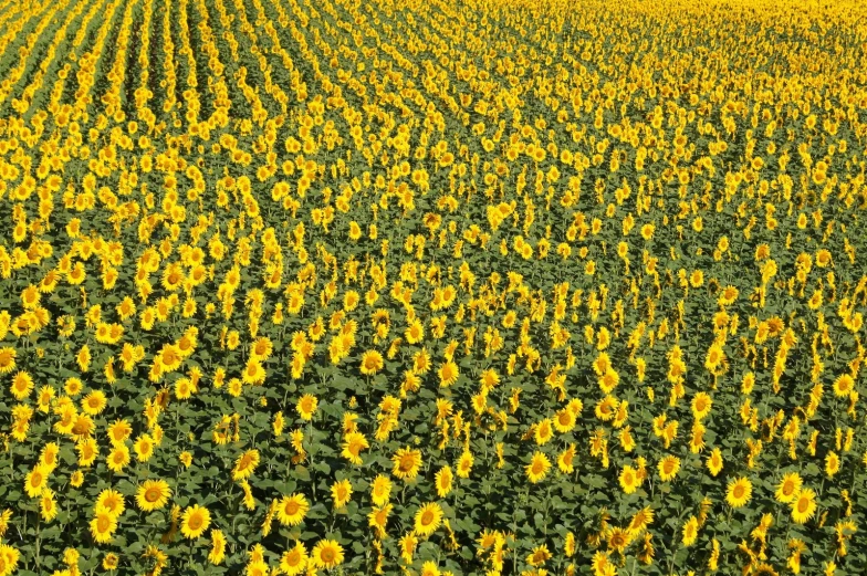 an aerial po of sunflowers in a field