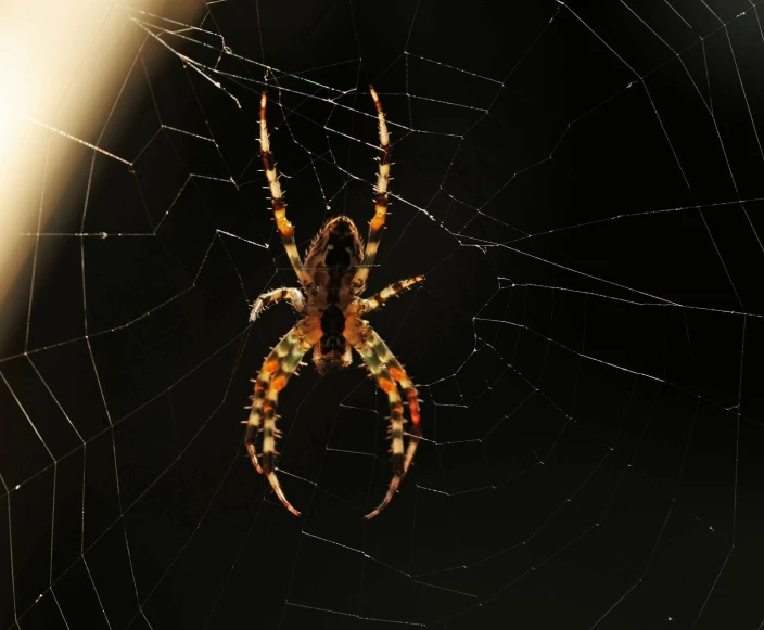 a large spider sitting on top of a web covered in orange