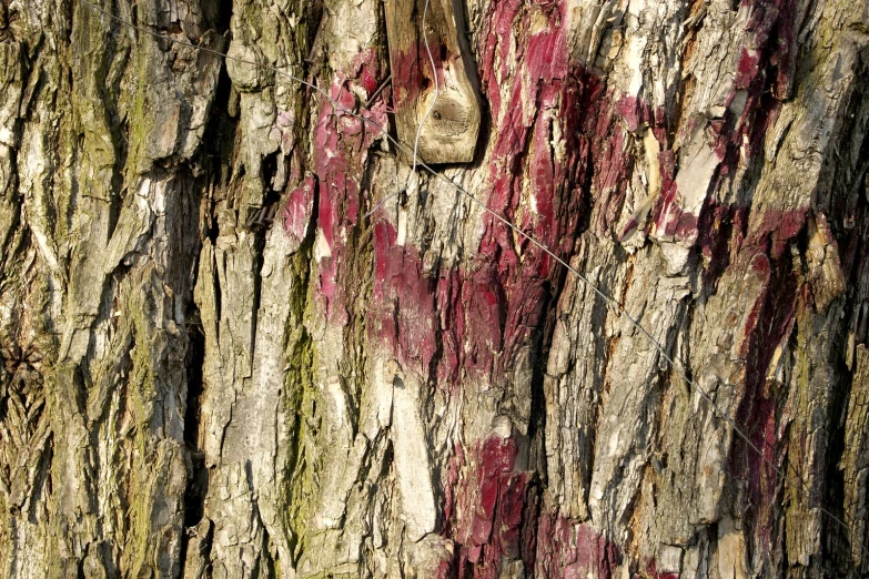 red and grey bark on a tree with a lightbulb and red dot