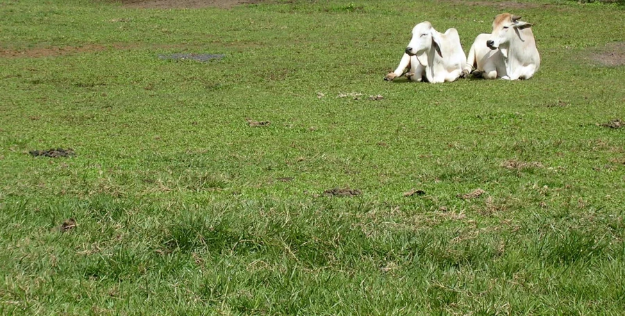 two brown and white cows sit in the grass
