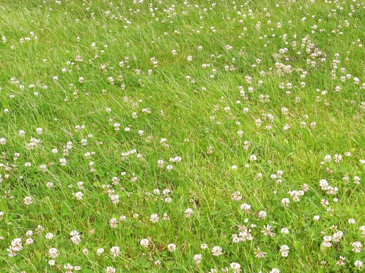 a field full of white flowers and green grass