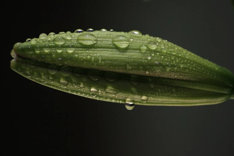 a flower with water droplets on it, sitting in front of a black background