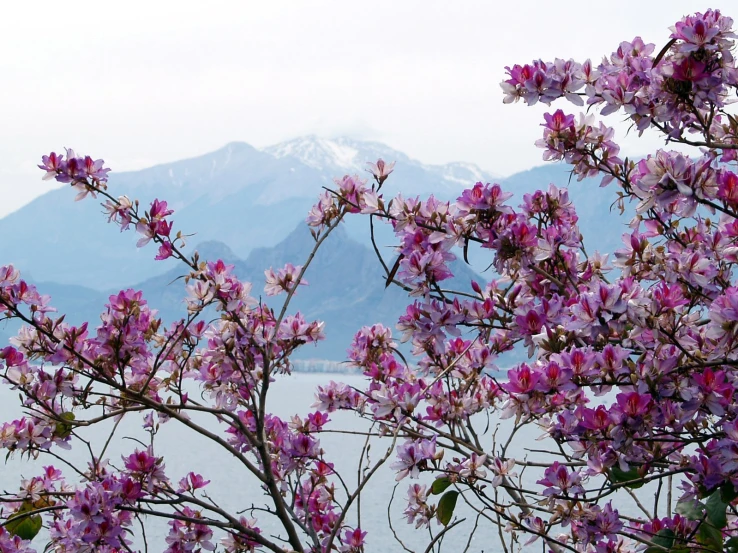 some purple flowers that are on the trees