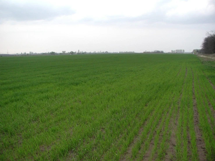 the view of green grass in a field with an overcast sky