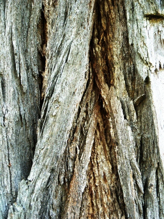 the tree bark has been  off by birds