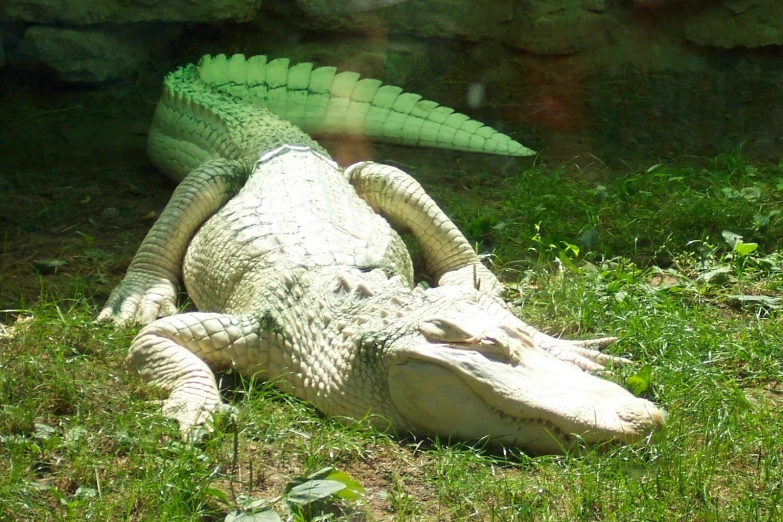 an alligator with his  out laying in the grass