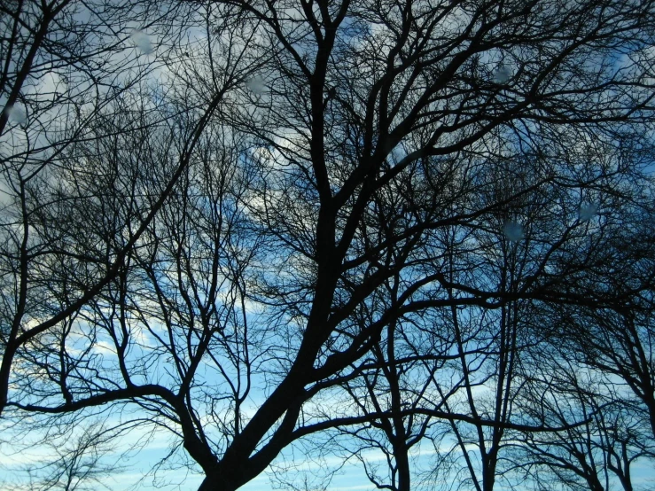 some trees and a blue sky with fluffy clouds