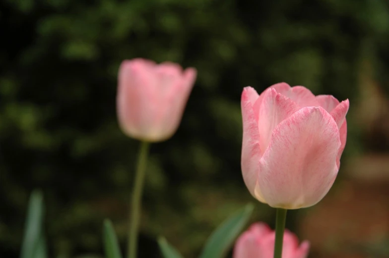 the pink tulips are blooming very close together