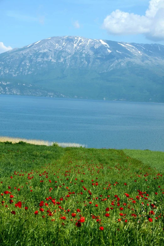 flowers are blooming in the grass near the water