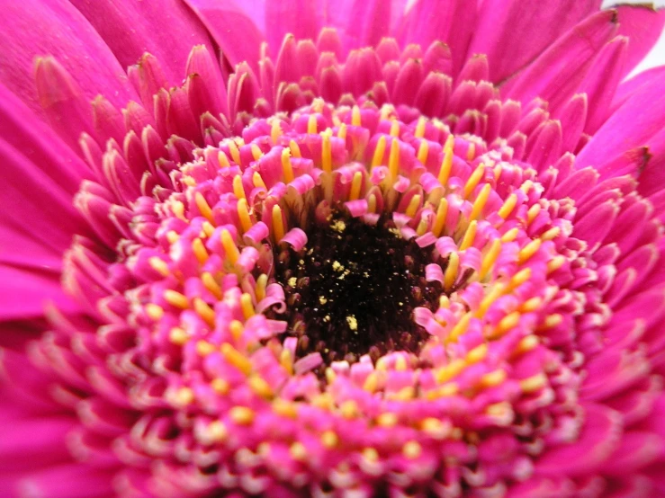 a large pink flower with yellow tips is shown