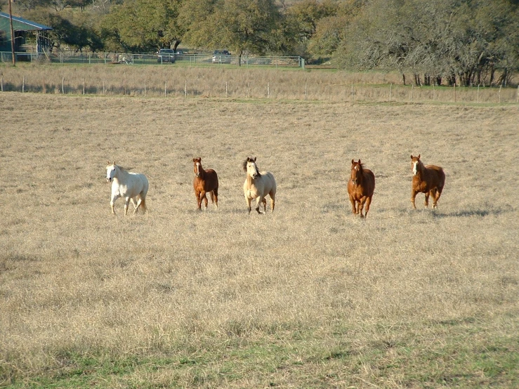 several brown horses are standing in a field