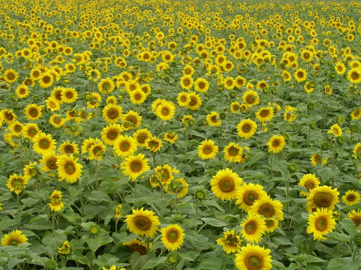 sunflowers in a field at the end of a cloudy day