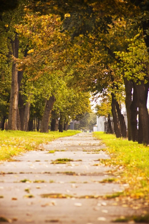 the road is lined with trees and leaves