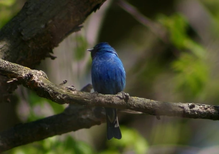 a blue bird sits on a thin nch