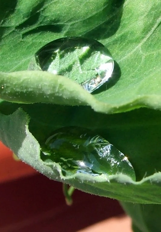 a plant has water drops on the leaves