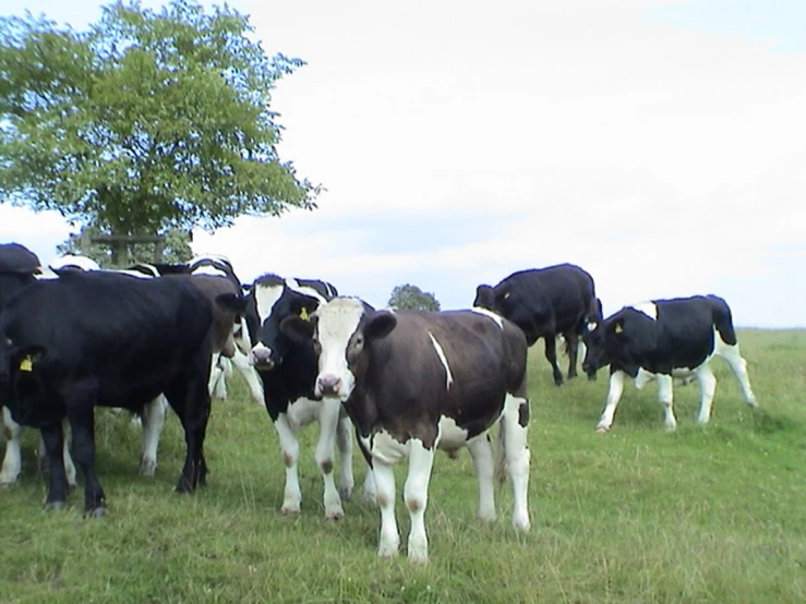 the black and white cows stand near one another
