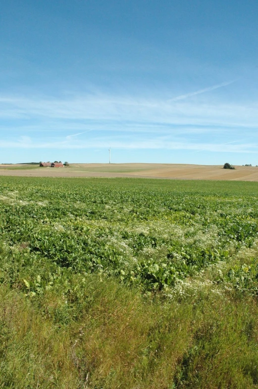 a farm field that is being cleared of