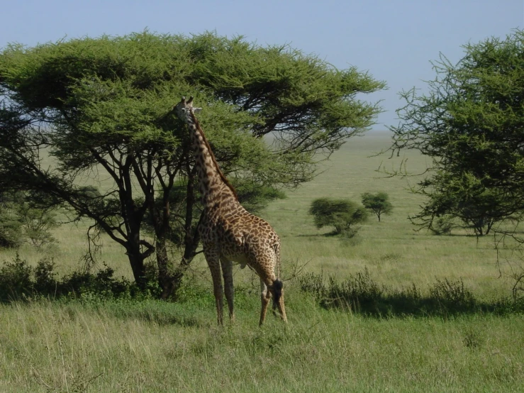a giraffe standing in the grass near trees