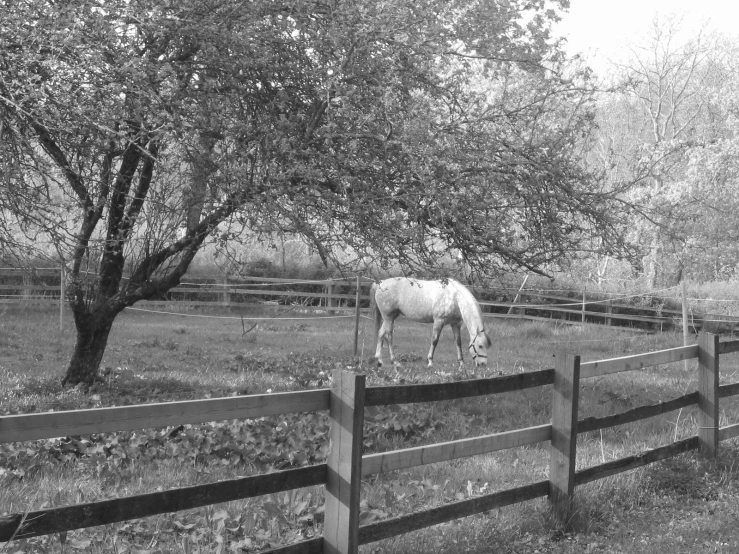 black and white pograph of horse grazing on grass