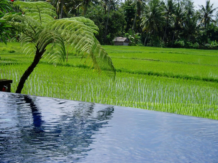 a grass field near an outdoor swimming pool