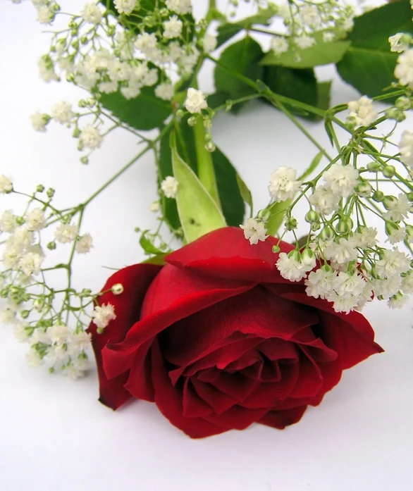 a red rose sitting on top of white flowers