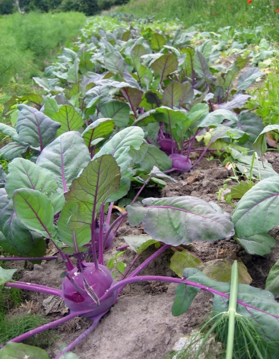 rows of vegetables growing in a vegetable garden