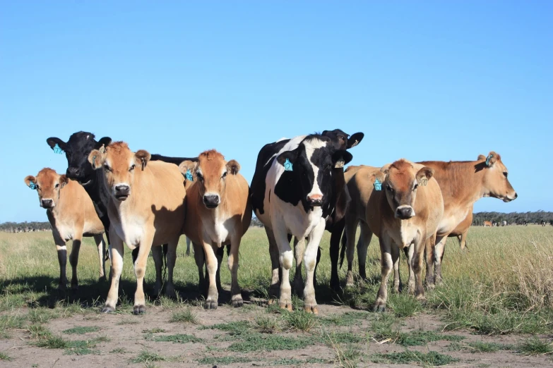 there are six cows standing in the field