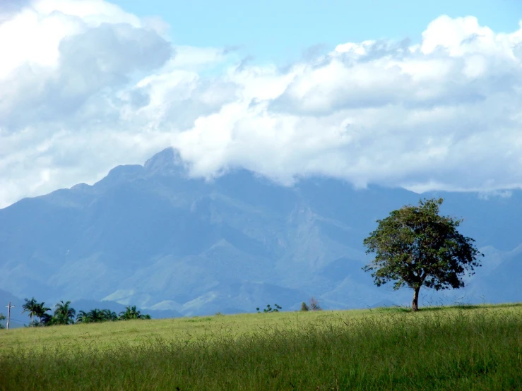 trees in a field and clouds covering mountains