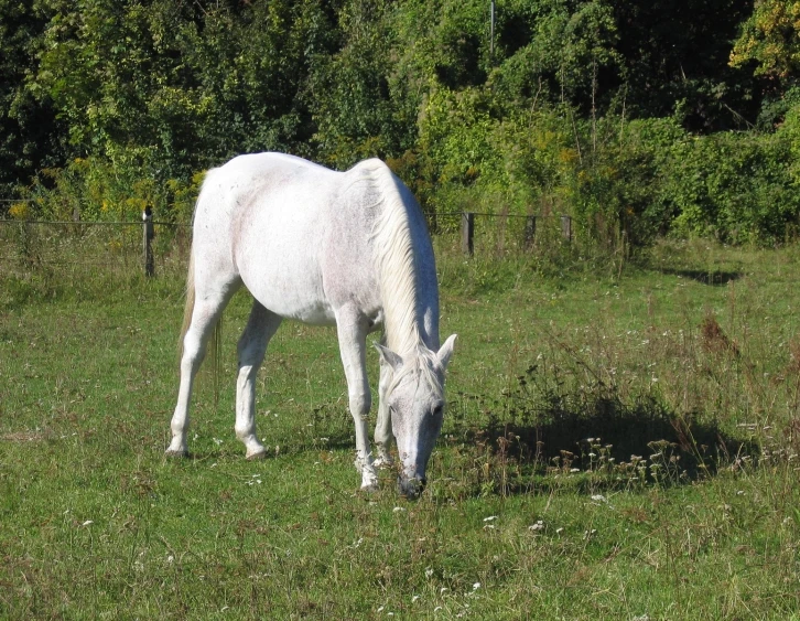 a horse grazing in a field with trees in the background