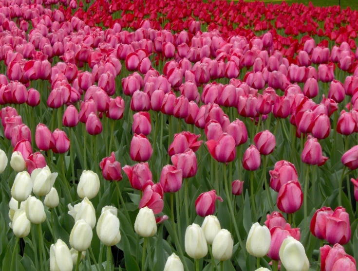 many flowers with one single one in the center