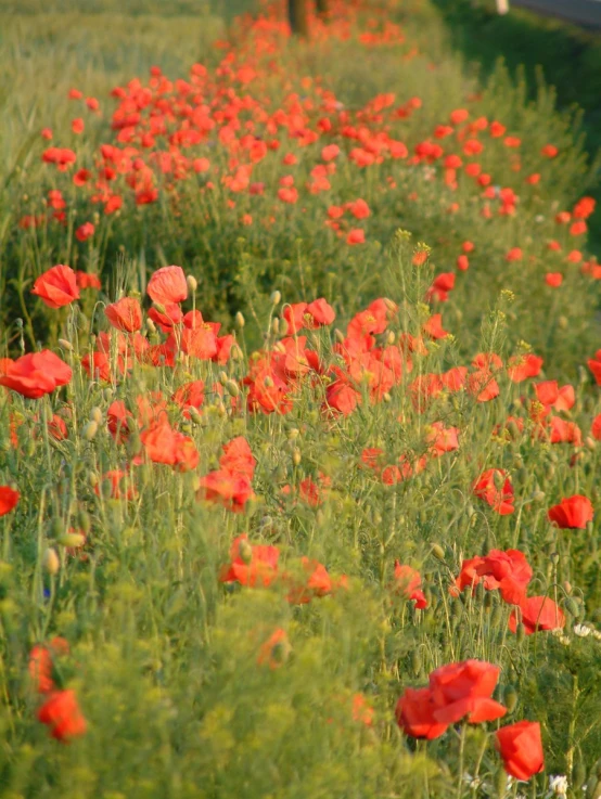 the field is full of bright red flowers