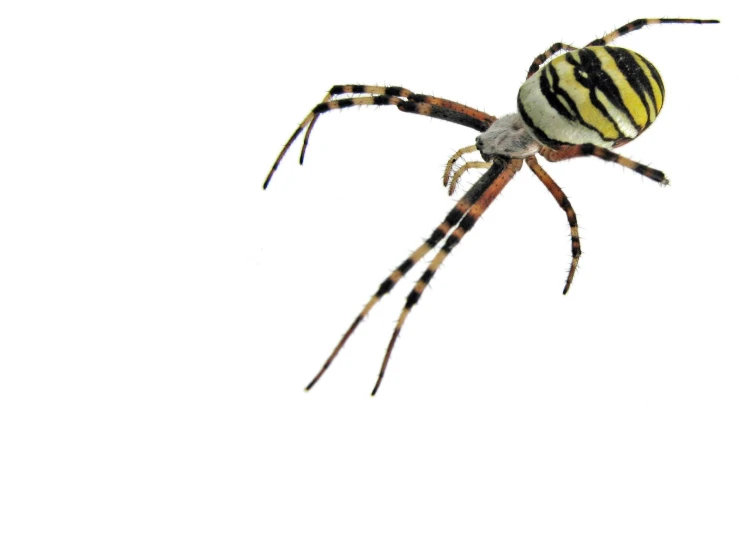 a large brown and yellow spider with black stripes