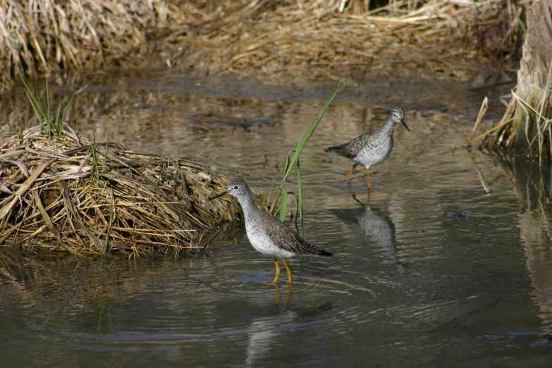 two birds in shallow water with plants sticking out of their heads