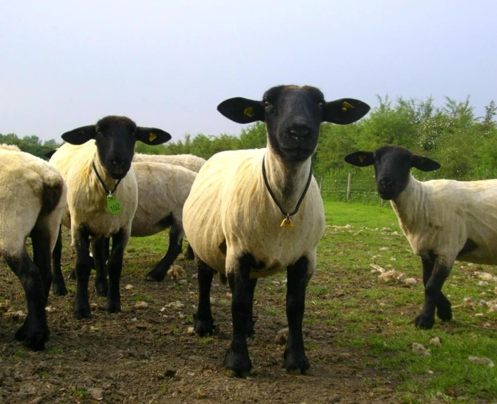 three sheep stand in a row on a grassy field