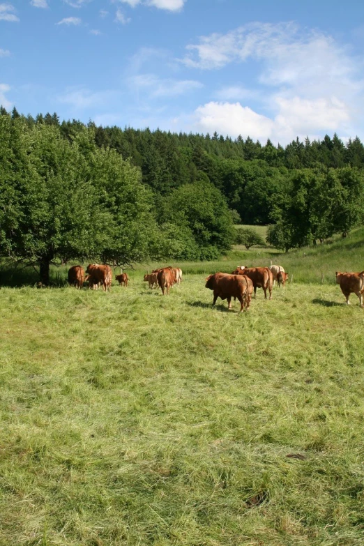 a group of cattle graze in a field