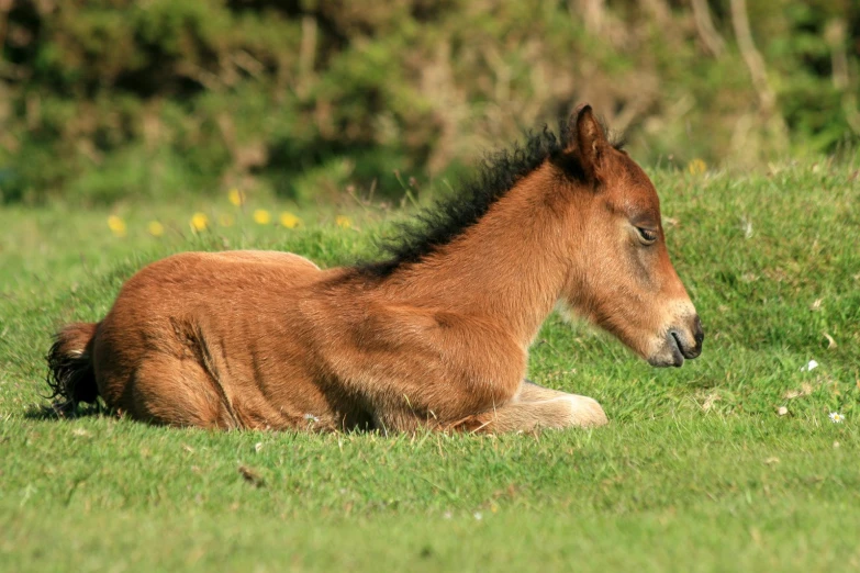 a baby horse that is laying in the grass