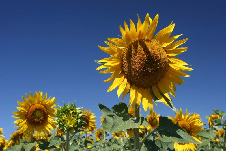 a sunflower with lots of yellow flowers growing on the stem