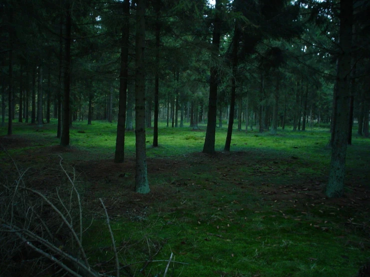 a grassy area with many trees and some leaves