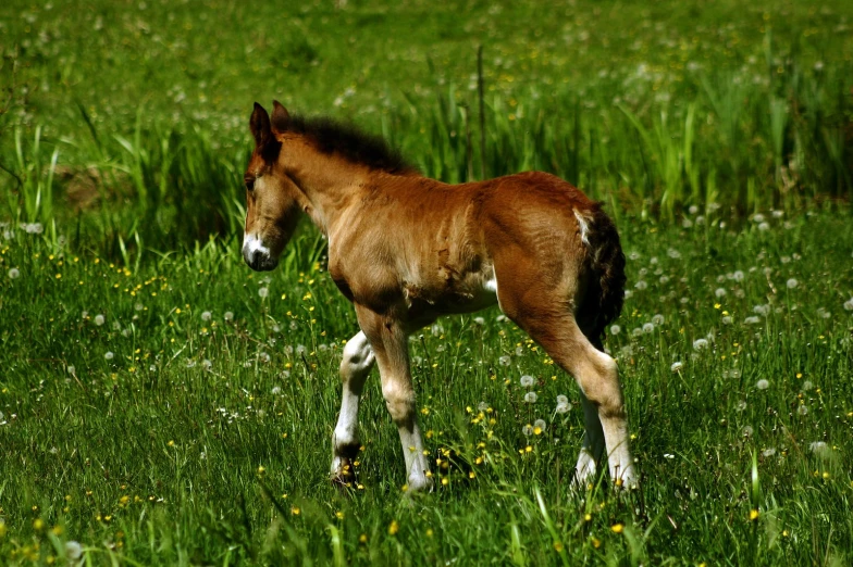 a small horse walking through a grassy field