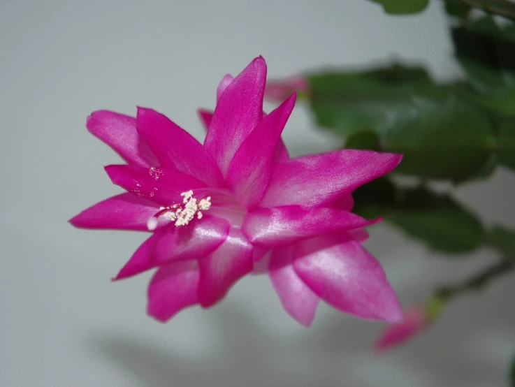 a beautiful flower sits in the center of a plant