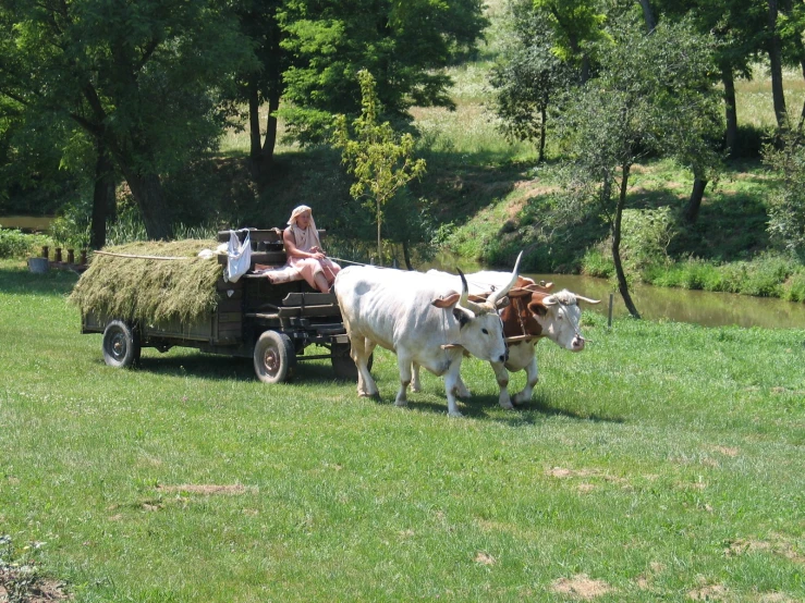 people riding in the back of an open wagon pulled by cows