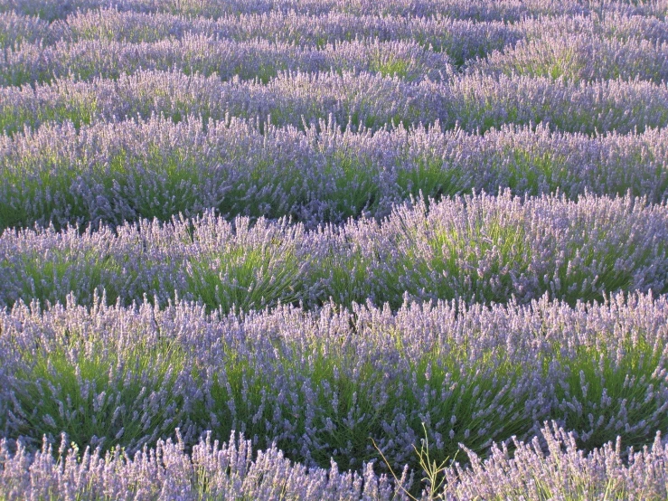 the large group of lavender bushes is covered with flowers