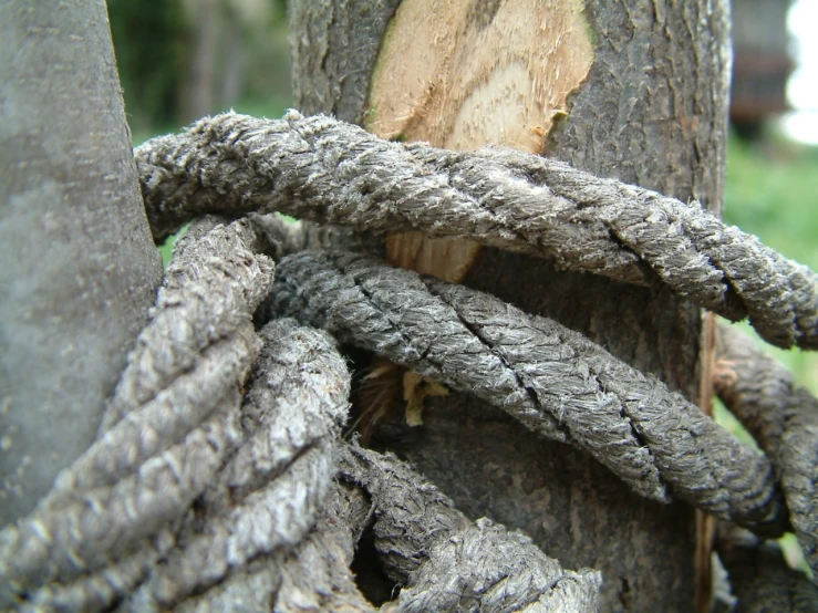a close up view of an unkempt rope