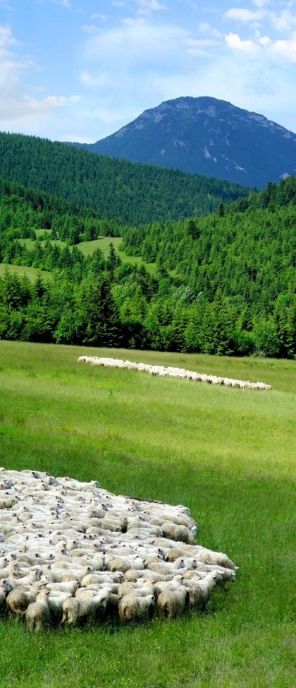 a field with many sheep in it surrounded by mountains