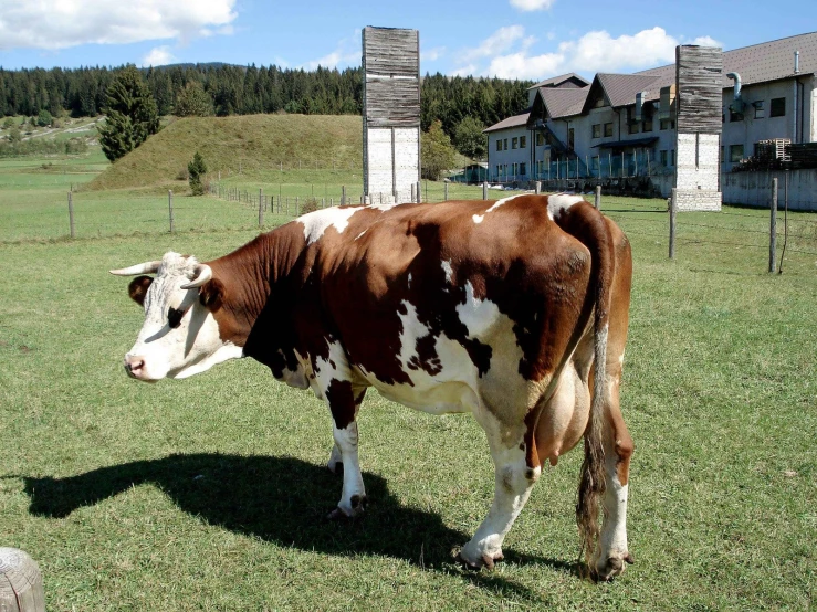 a brown and white cow standing in grass next to buildings