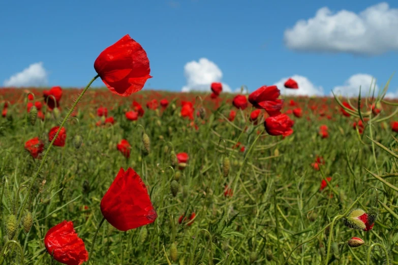 a field full of red flowers against the sky