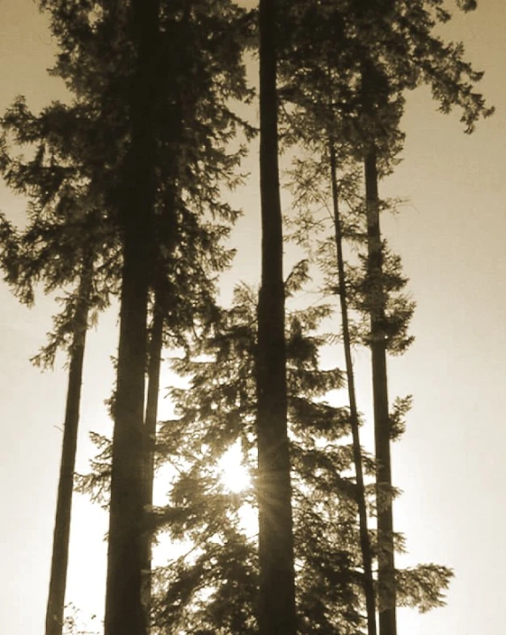 three tall pine trees and the sun peeking through them