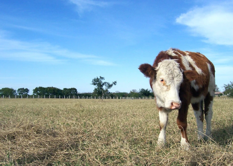 a cow with a large white head stands in a field