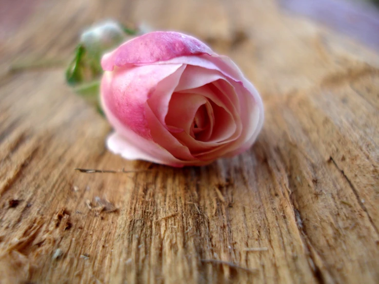 a single pink rose sitting on a wooden table