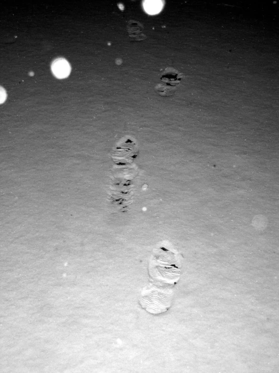 the footprints of an animal can be seen in the snow